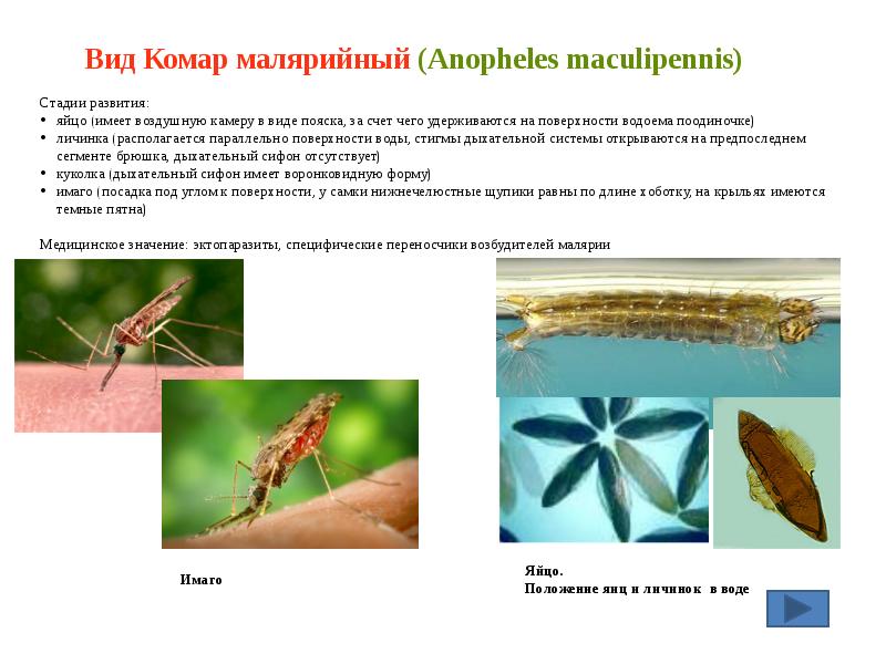 Вид Комар малярийный (Anopheles maculipennis) Вид Комар малярийный (Anopheles maculipennis)