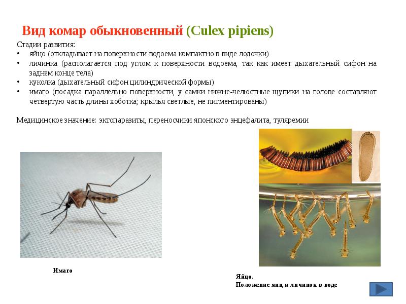 Вид комар обыкновенный (Culex pipiens) Вид комар обыкновенный (Culex pipiens)