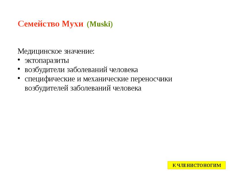 Семейство Мухи (Muski) Семейство Мухи (Muski)