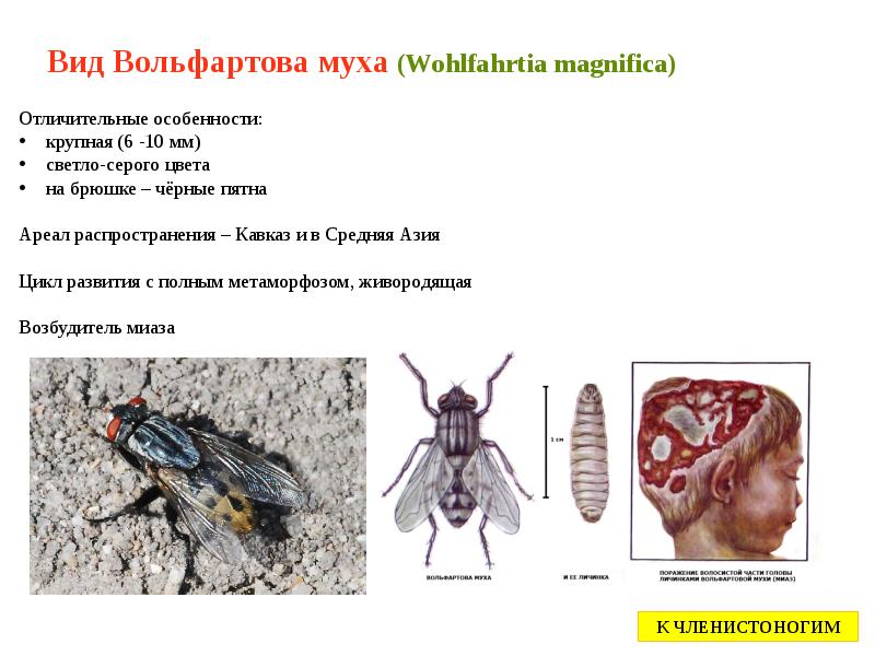 Вид Вольфартова муха (Wohlfahrtia magnifica) Вид Вольфартова муха (Wohlfahrtia magnifica)