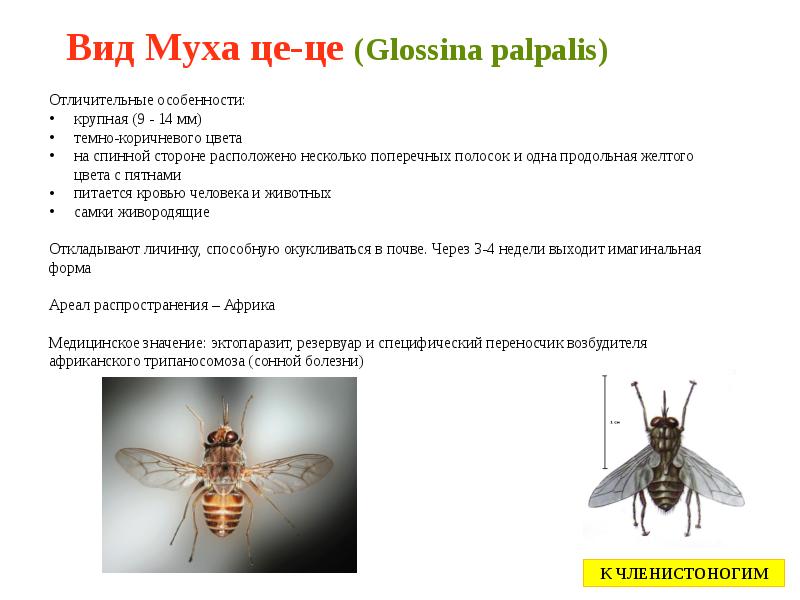 Вид Муха це-це (Glossina palpalis) Вид Муха це-це (Glossina palpalis)