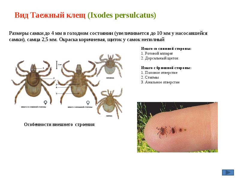 Вид Таежный клещ (Ixodes persulcatus) Вид Таежный клещ (Ixodes persulcatus)