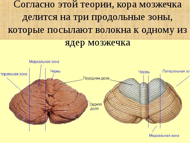 Мозжечок волокна