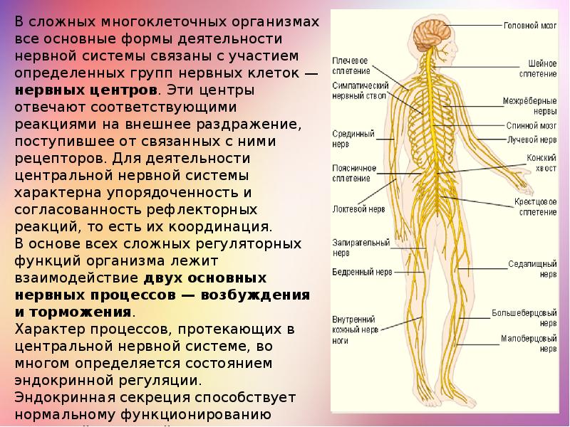 Как проходят нервы в человеческом организме смотреть в картинках