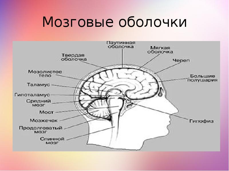 Оболочки мозга картинка