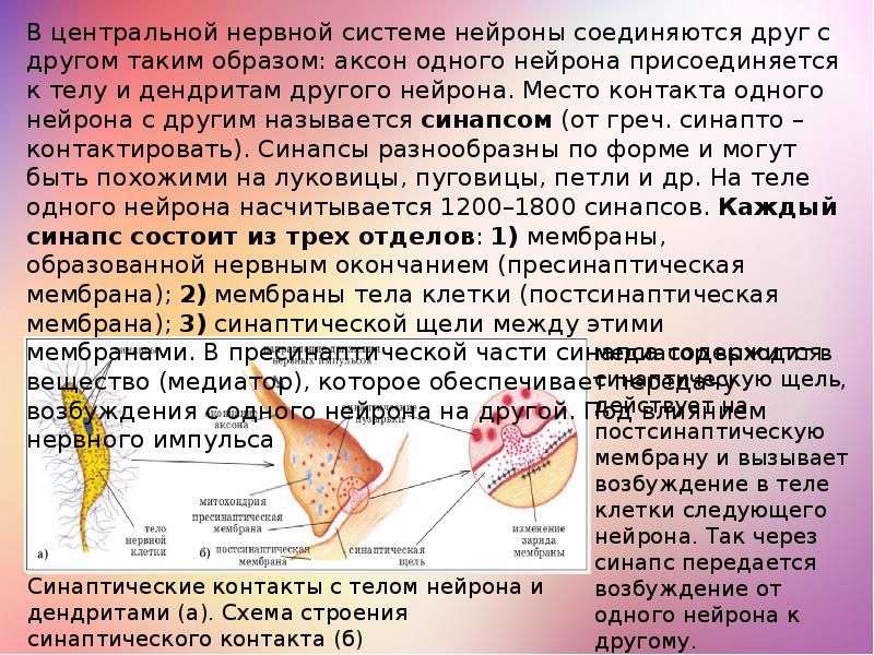 Место контактов нейронов сканворд. Место контакта нейронов. Место контактов нейронов сканворд. Место контакта двух нервных клеток. Место контакта двух нейронов.