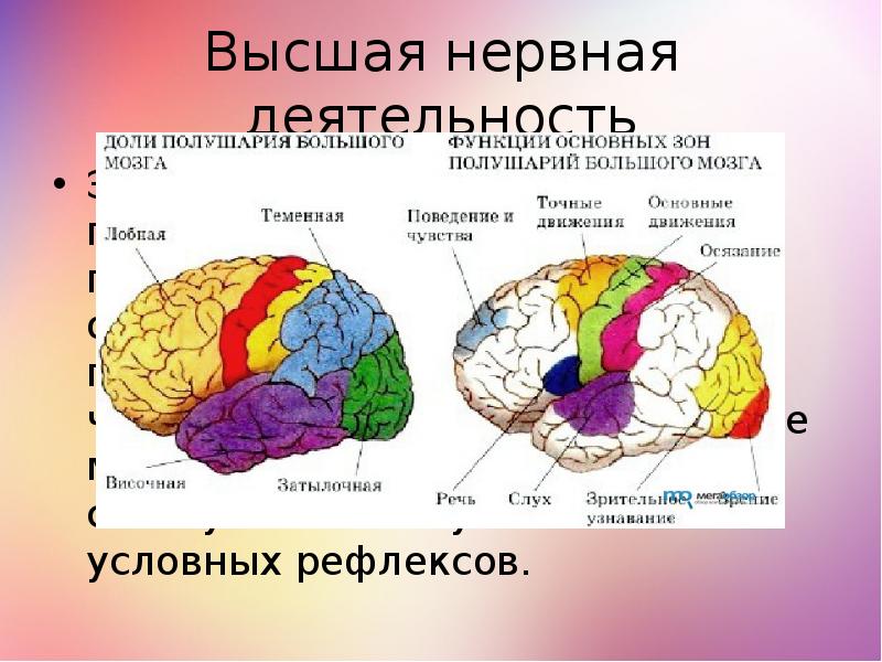 Высшая нервная деятельность фото