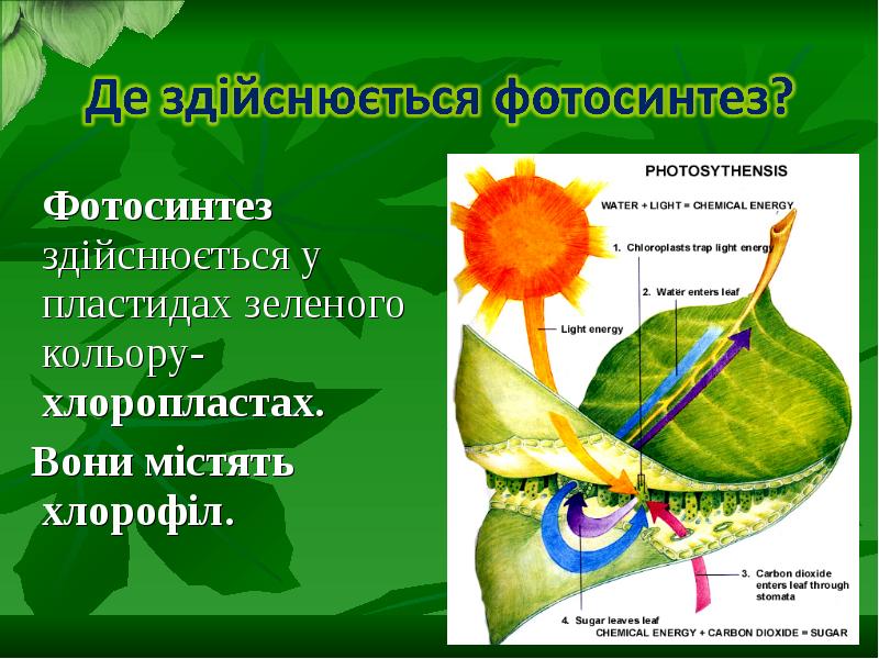 Фотосинтез пластиды