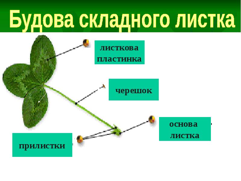 Презентация на листке