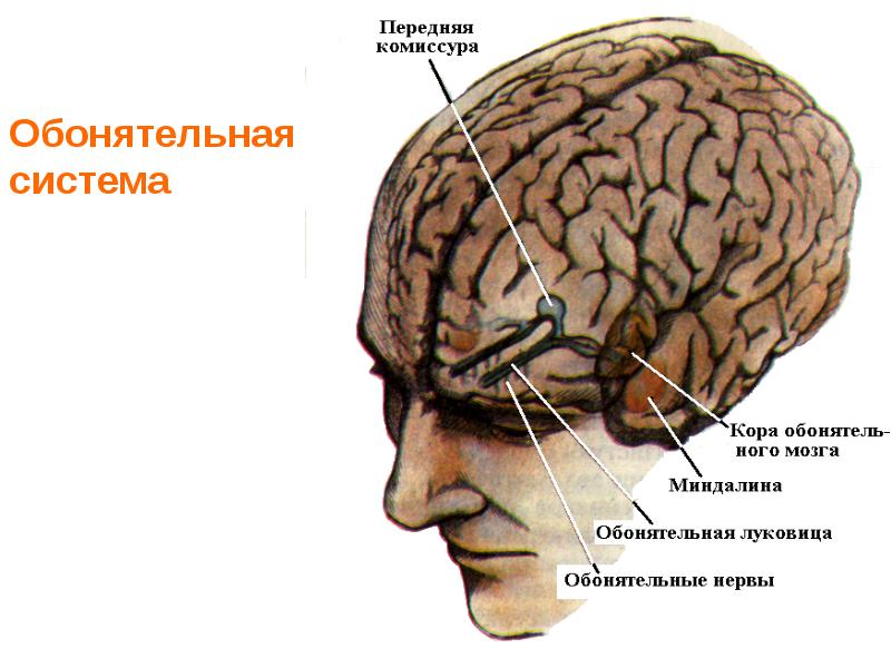 Обонятельная сенсорная система физиология презентация