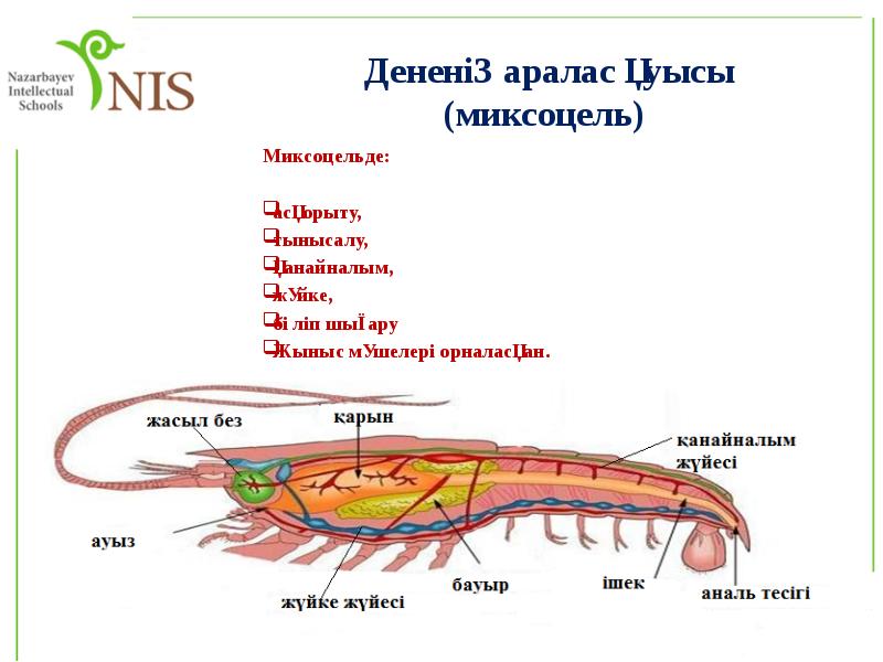 Дененің аралас қуысы (миксоцель)
Миксоцельде:
асқорыту,
тынысалу,
Дененің аралас қуысы (миксоцель)
Миксоцельде:
асқорыту,
тынысалу,