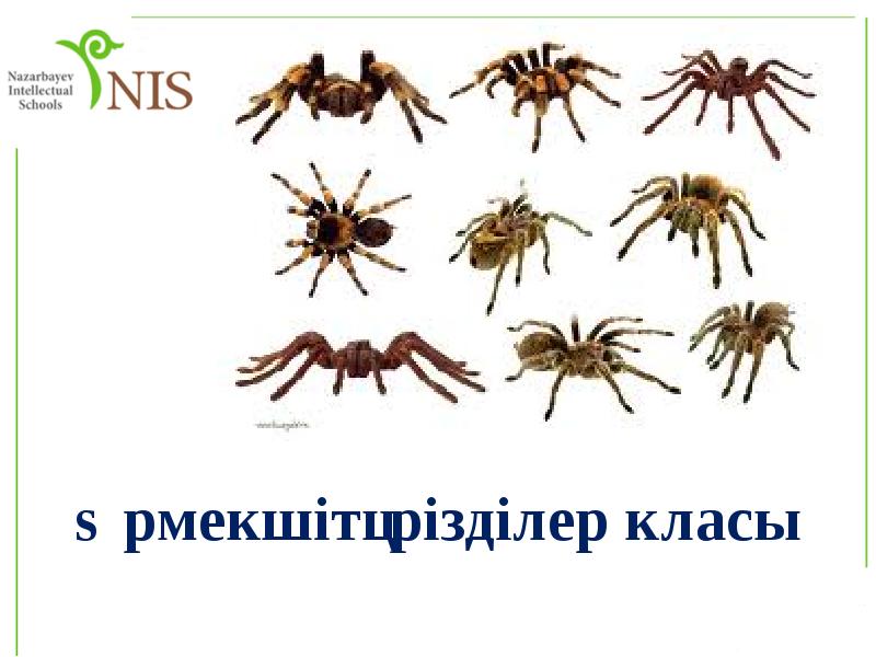 Өрмекшітәрізділер класы Өрмекшітәрізділер класы