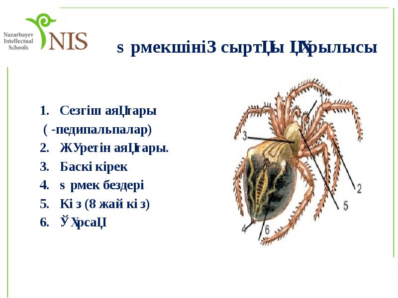 Өрмекшінің сыртқы құрылысы
Сезгіш аяқтары
( -педипальпалар)
Жүретін аяқтары.
Баскөкірек Өрмекшінің сыртқы құрылысы
Сезгіш аяқтары
( -педипальпалар)
Жүретін аяқтары.
Баскөкірек