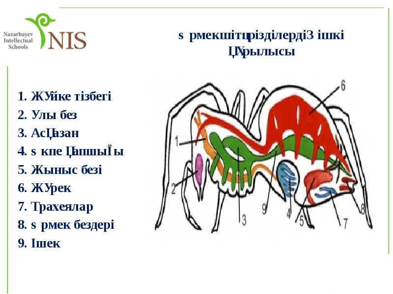 Өрмекшітәрізділердің ішкі құрылысы
1. Жүйке тізбегі
2. Улы без
3. Асқазан
Өрмекшітәрізділердің ішкі құрылысы
1. Жүйке тізбегі
2. Улы без
3. Асқазан