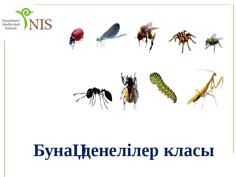 Бунақденелілер класы Бунақденелілер класы