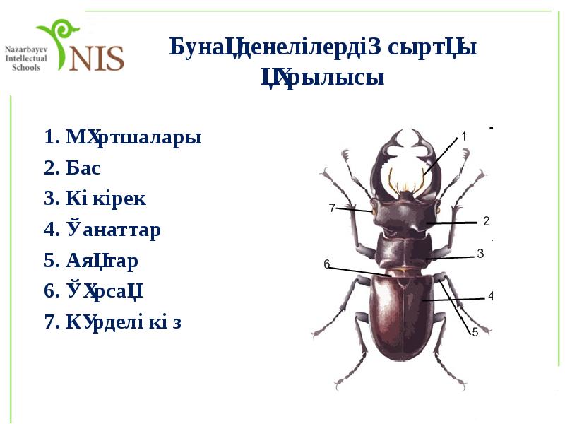 Бунақденелілердің сыртқы құрылысы
1. Мұртшалары
2. Бас
3. Көкірек
Бунақденелілердің сыртқы құрылысы
1. Мұртшалары
2. Бас
3. Көкірек