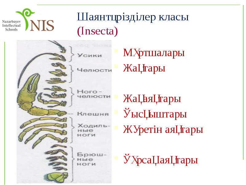 Шаянтәрізділер класы (Insecta) Шаянтәрізділер класы (Insecta)