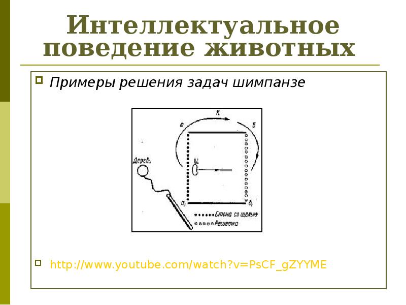 Интеллектуальное поведение животных презентация