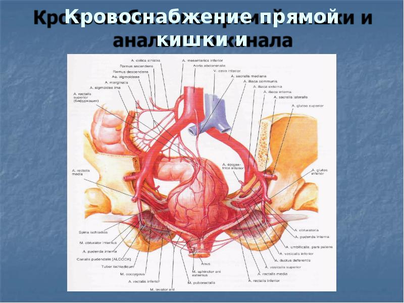 Кровоснабжение прямой кишки схема