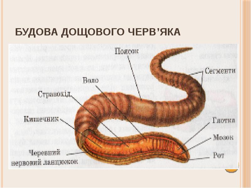 Строение дождевого червя рисунок с подписями