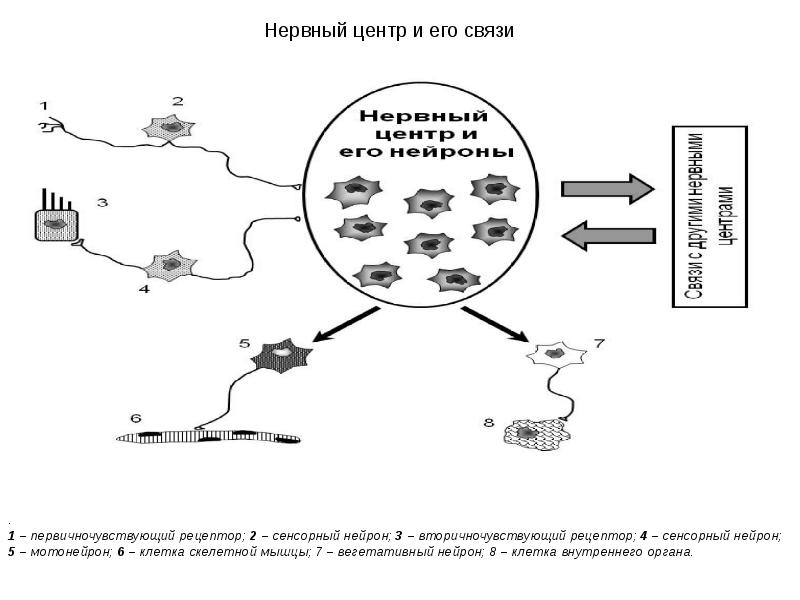 Нервный центр. Строение нервного центра. Нервный центр схема строения. Схема общего строения нервного центра.