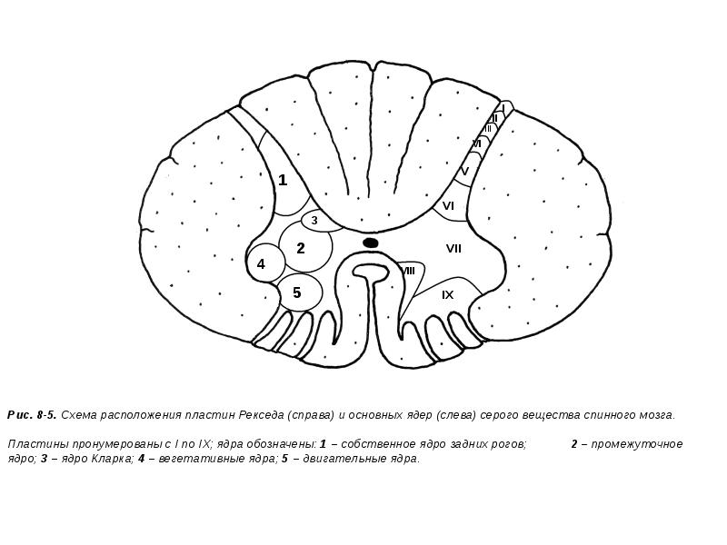 Спинной мозг схема. Промежуточное ядро спинного мозга. Серое вещество спинного мозга схема. Пластины Рекседа и ядра спинного мозга.