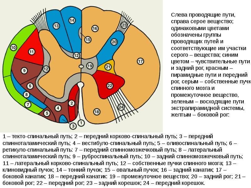 Схема восходящих и нисходящих путей спинного мозга