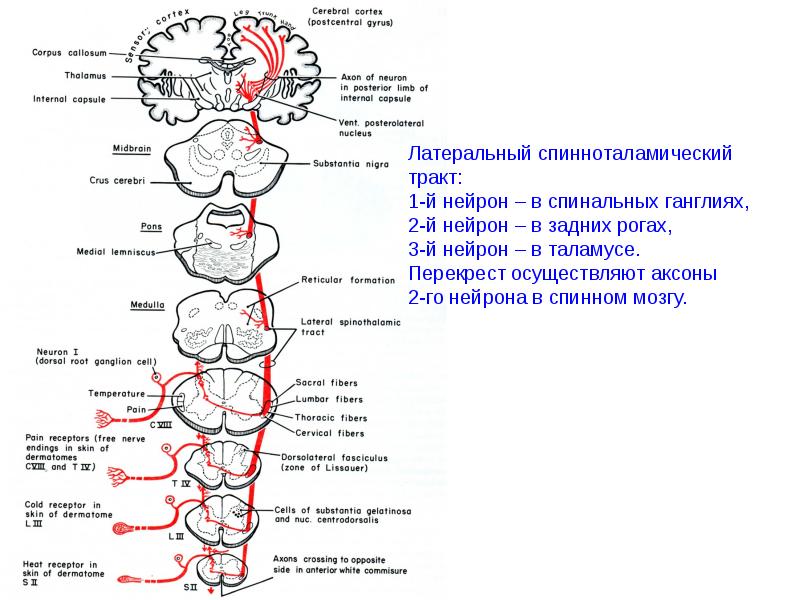 Неоспиноталамический путь схема