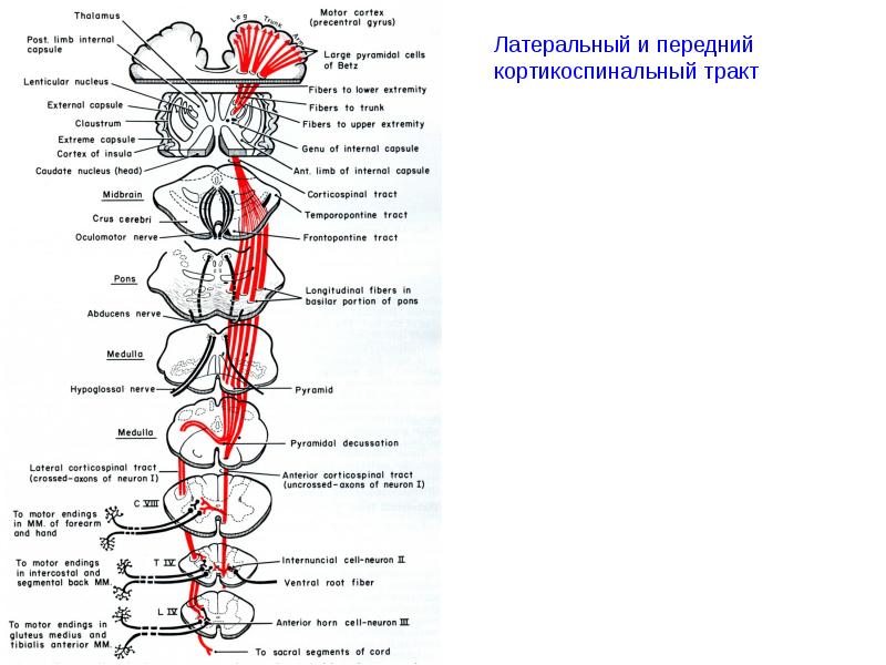 Латеральный корково спинномозговой