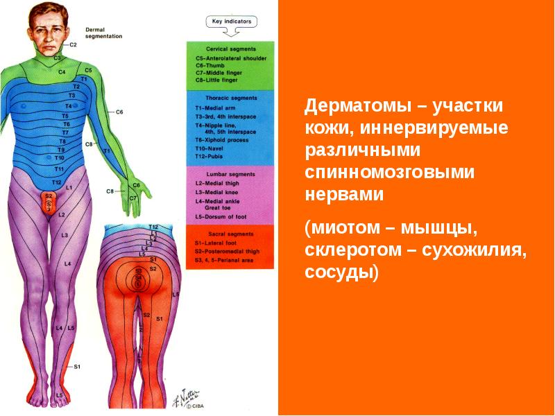 Представлены парами в сегментах тела