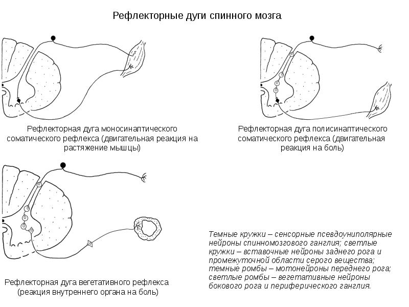 Рефлекторная спинного мозга. Рефлекторную дугу соматического спинномозгового рефлекса. Рефлекторная дуга двигательного спинального рефлекса. Рефлекторная дуга соматического спинного рефлекса. Схема рефлекторной дуги спинального соматического рефлекса.