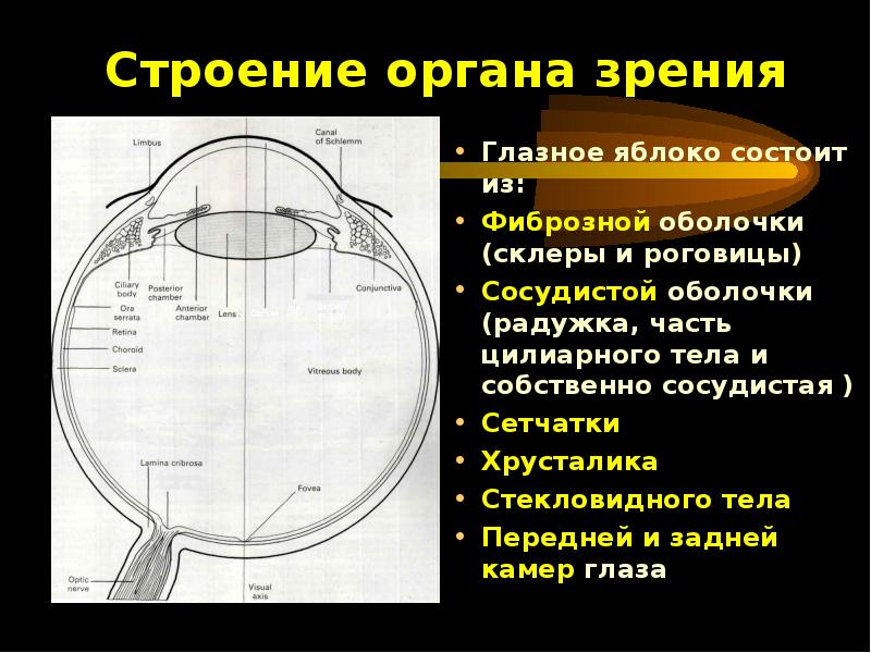 Стенка глазного яблока состоит из скольки оболочек