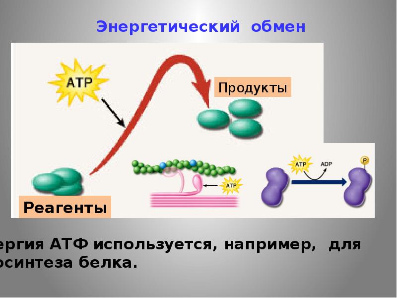 Энергетический обмен рисунки