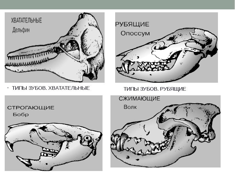 К какому отряду класса млекопитающие относят животных с зубной системой изображенной на рисунке