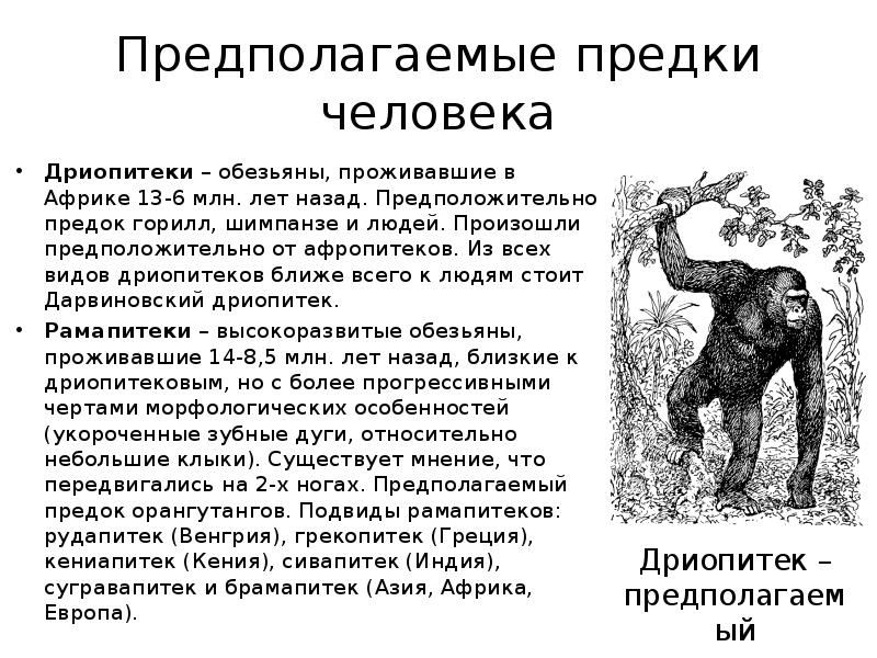 Предок доллара 5. Характерные черты дриопитеков. Дриопитек описание. Дриопитек характеристика. Дриопитек характеристика кратко.