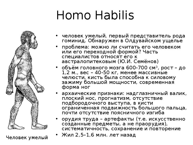 Человек 1 представители людей. Хомо хабилис характеристика. Homo habilis характеристика таблица. Человек умелый характеристика. Хомо хабилис исторический Возраст.