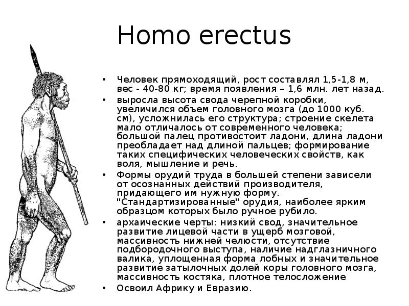 Homo форма. Человек прямоходящий вес. Хомо Эректус объем мозга. Человек прямоходящий рост вес объем мозга. Человек прямоходящий рост вес.