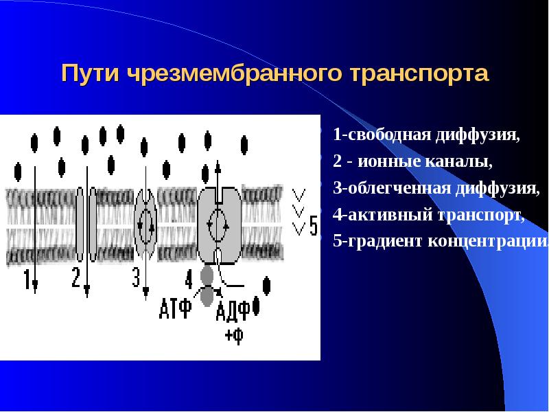 Транспорт против градиента концентрации