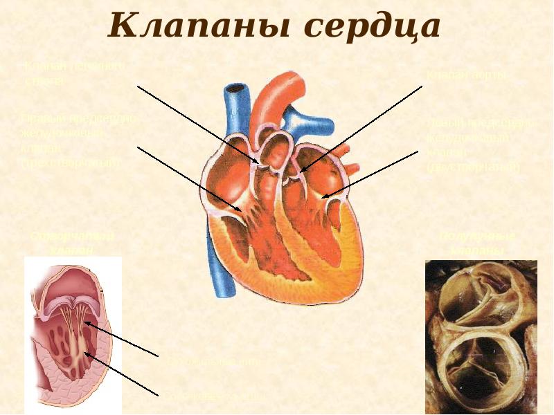 Профилактика заболеваний ССС