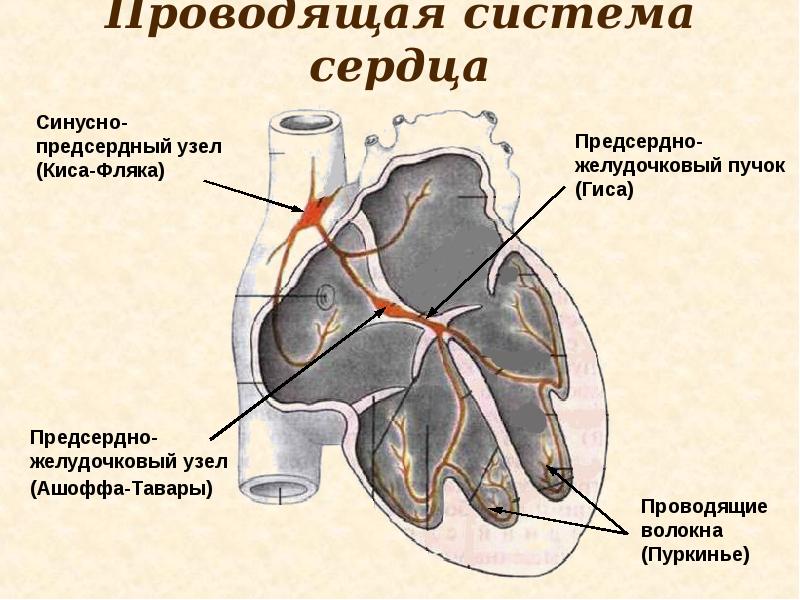 Проводящая система сердца презентация анатомия