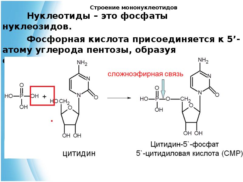 Нуклеотид представляет собой. Строение нуклеотида дезоксигуанозин. Образование мононуклеотида. Фосфорная кислота + тимидин. Реакцию гидролиза мононуклеотида.