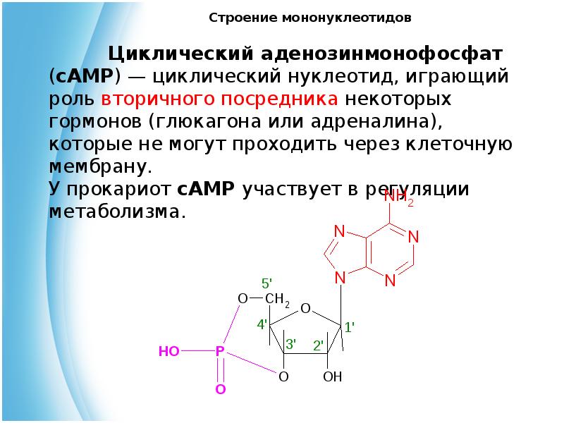 На рисунке изображена схема молекулы вещества являющегося мононуклеотидом как называется