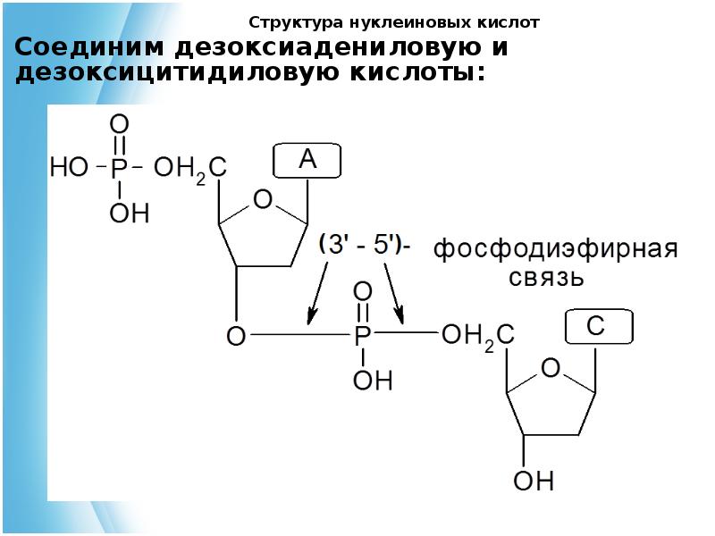 Схема дефосфорилирования 5 дезоксиадениловой кислоты