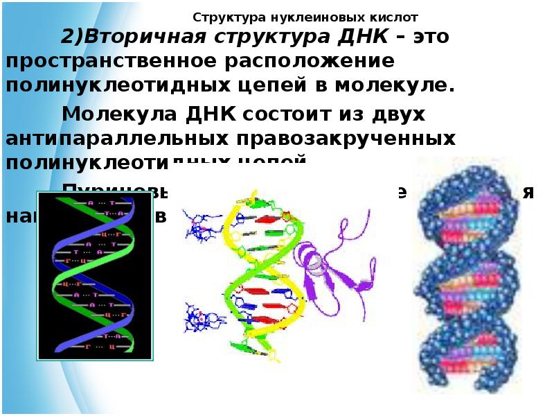 Цепи днк антипараллельны. Вторичная структура нуклеиновых кислот. Молекула ДНК состоит из. Из чего состоит молекула ДНК. ДНК состоит из двух цепей.