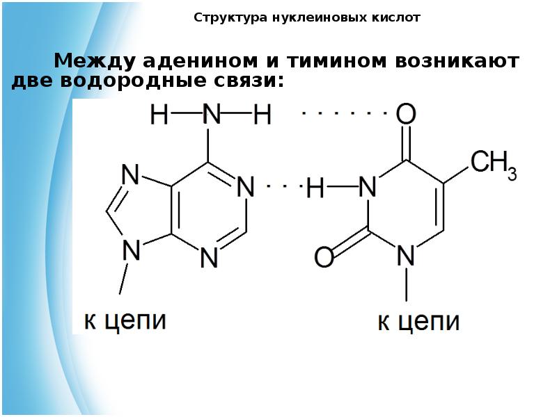 Водородный связи между аденином и тимином. Аденин и Тимин водородная связь. Нуклеиновые кислоты аденин. Водородные связи между аденином и тимином. Водородная связь в нуклеиновых кислотах.