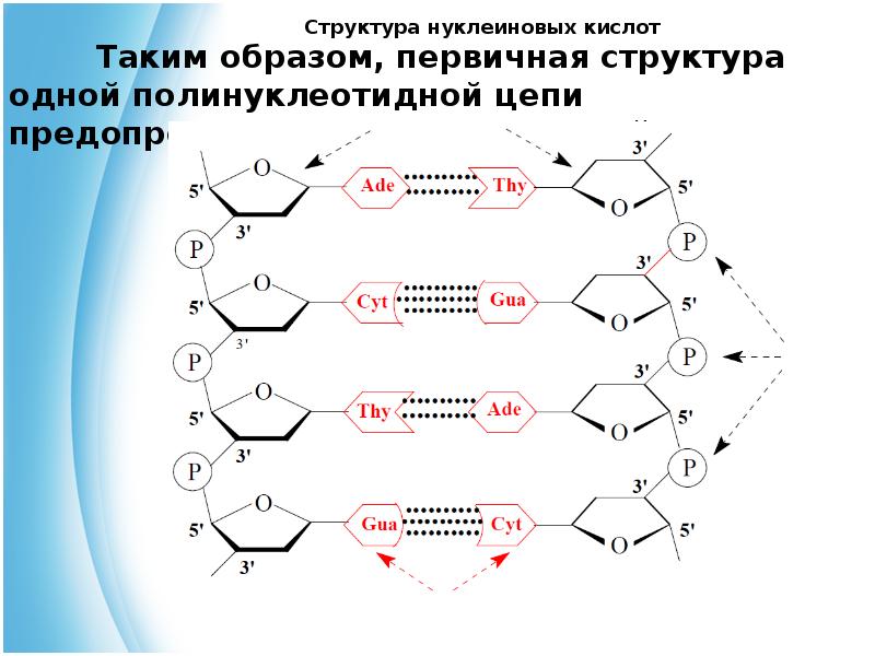 Структура цепи. Строение Цепочки нуклеиновых кислот. Цепочка нуклеиновой кислоты. Нуклеиновые кислоты строение цепь. Строение полинуклеиновой кислоты.