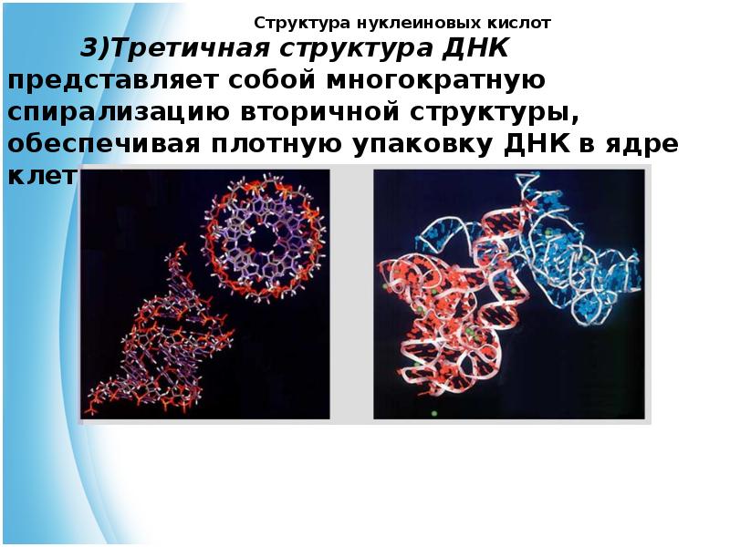 Днк представляет собой. Первичная вторичная и третичная структура нуклеиновых кислот. Строение ДНК третичная структура. Третичная и четвертичная структура ДНК. Третичная структура ДНК представлена.