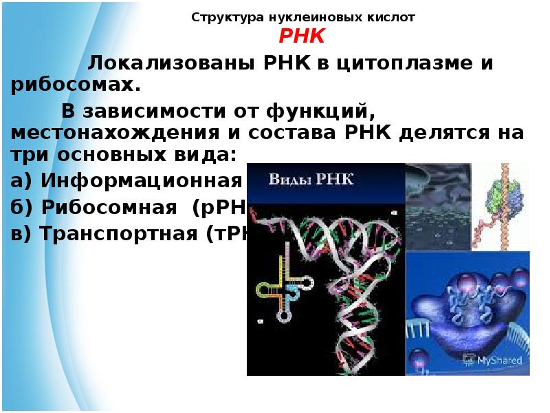 Нуклеиновые кислоты рнк функции. Структура нуклеиновых кислот РНК. 20 Нуклеиновых кислот. Структура нуклеиновых кислот. Строение нуклеиновых кислотмрнк.