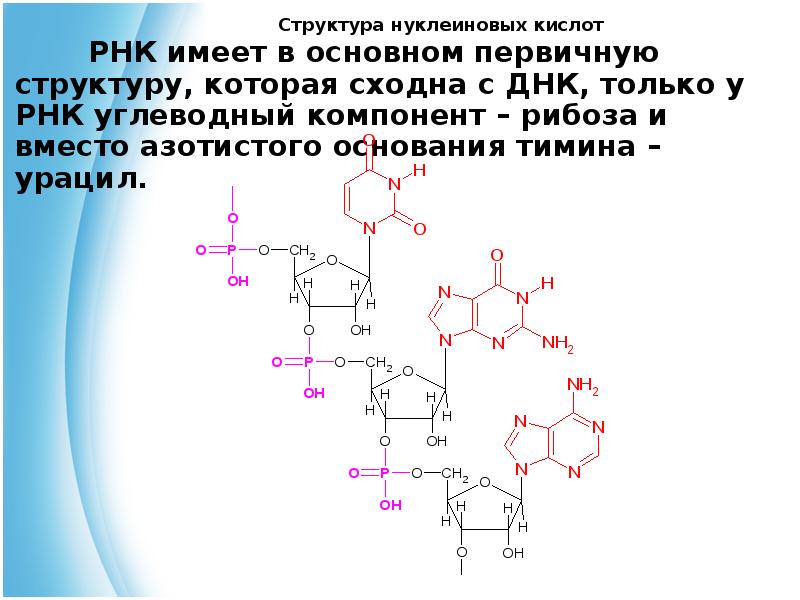 Рнк содержит тимин. Структура нуклеиновых кислот формула. Фрагмент РНК формула. Формула нуклеотида РНК. Нуклеозиды ДНК формулы.