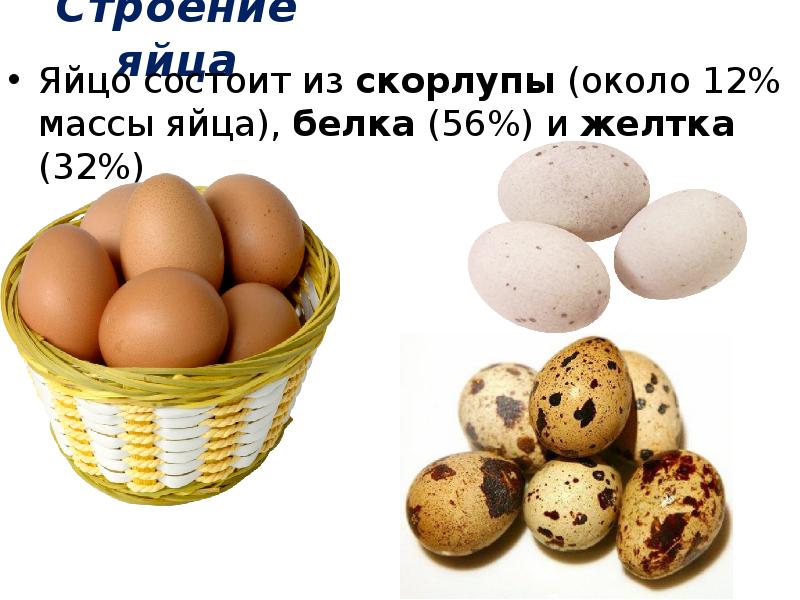 Презентация яйца и яйцепродукты